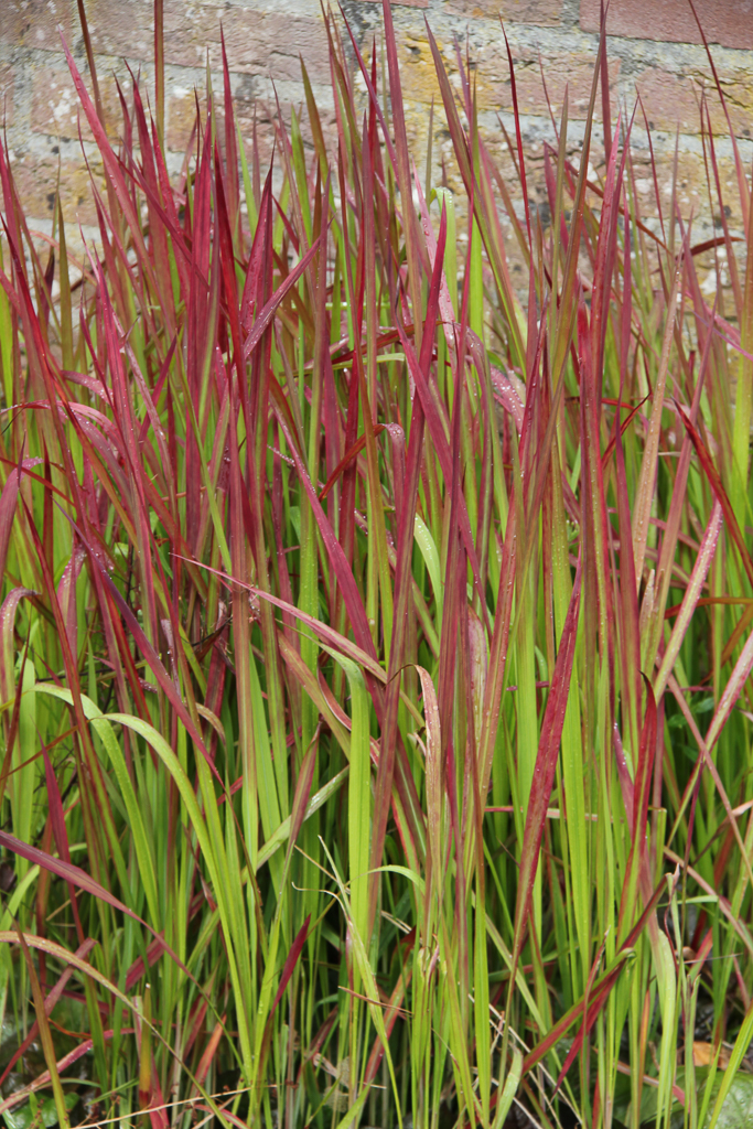 Imperata Cylindrica Red Baron Zeelandplant