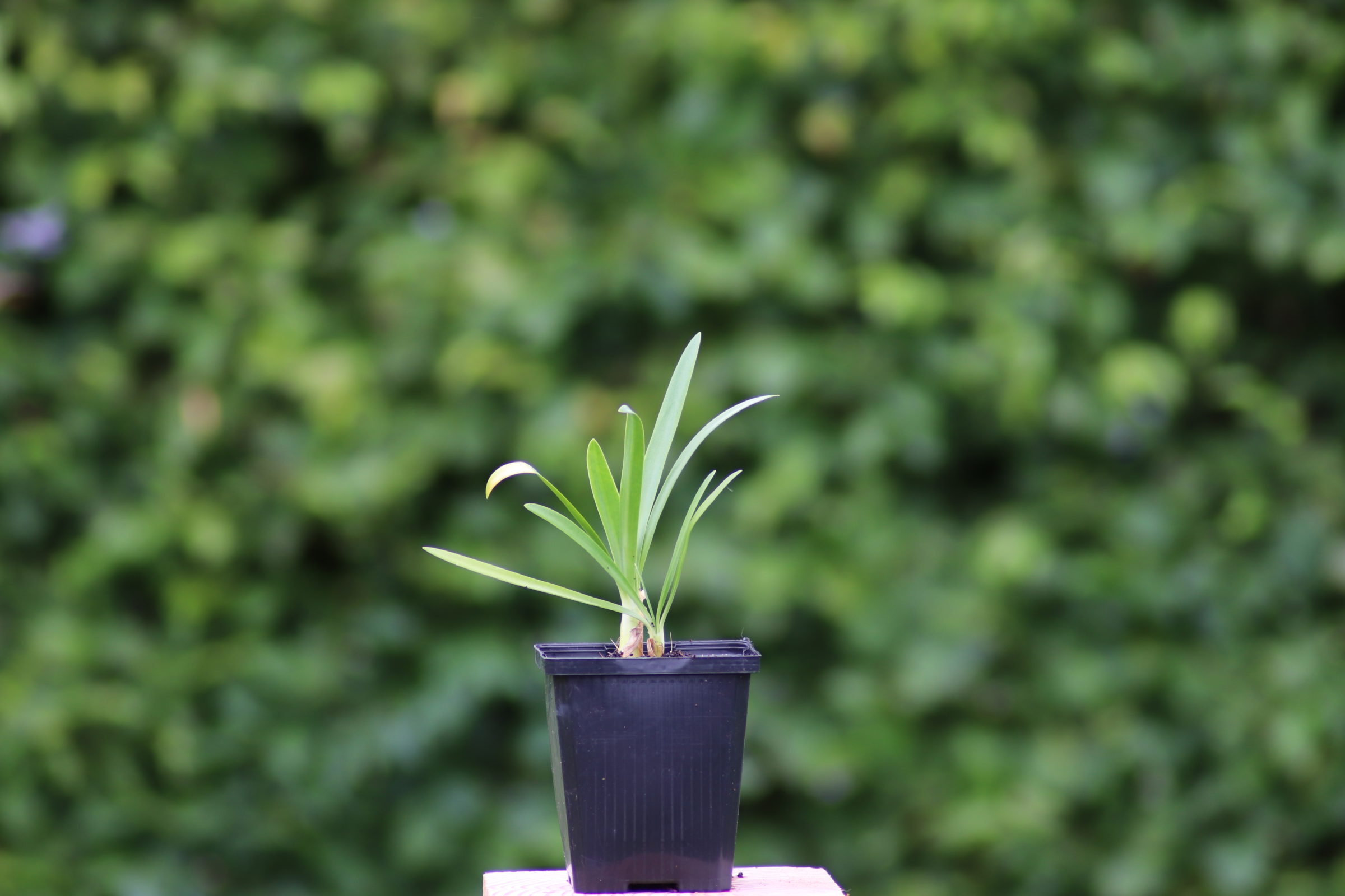 Agapanthus africanus 'Albus' - Zeelandplant