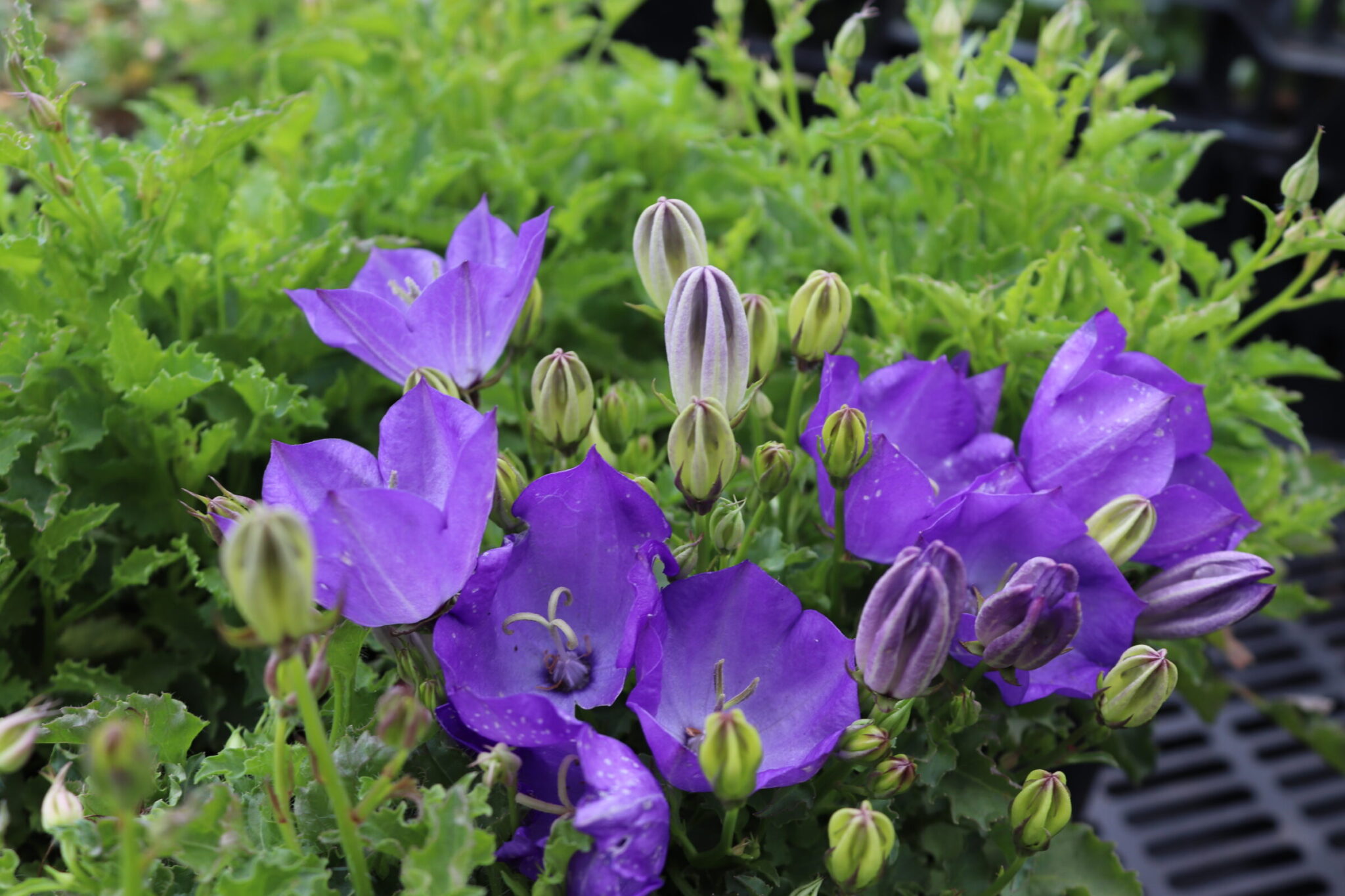 Campanula Carpatica Blaue Clips Zeelandplant