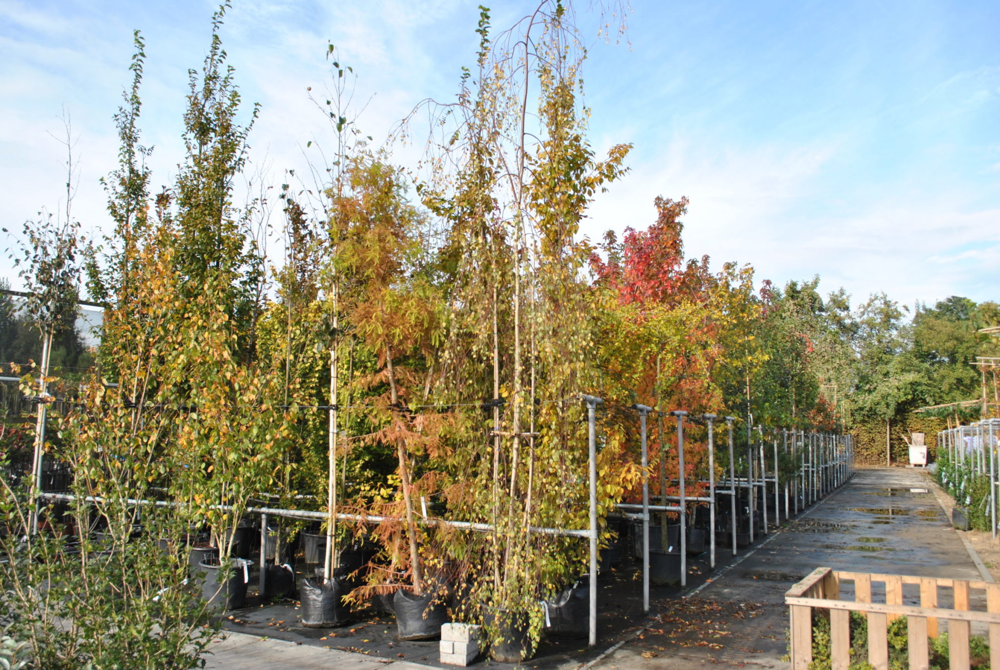 De 15 leukste bomen voor een kleine tuin Zeelandplant