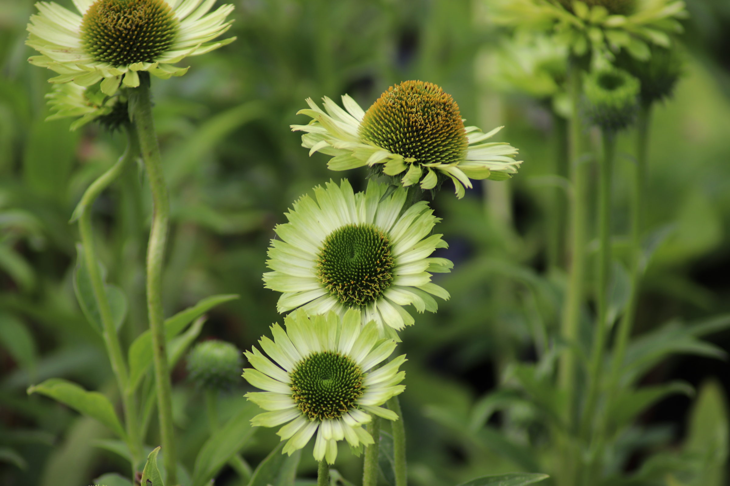 Echinacea green deals jewel