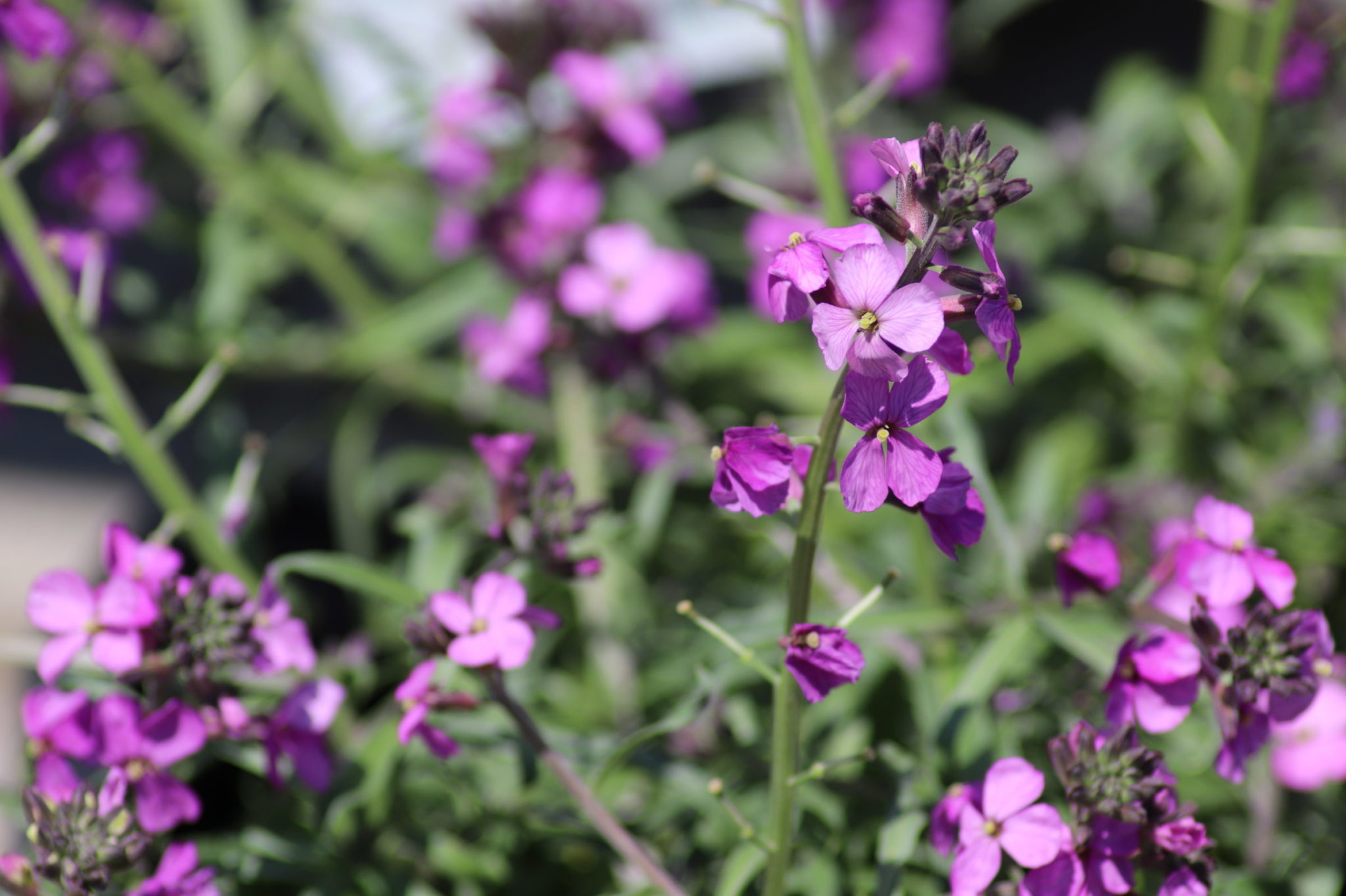 Erysimum 'Bowles Mauve' - Zeelandplant