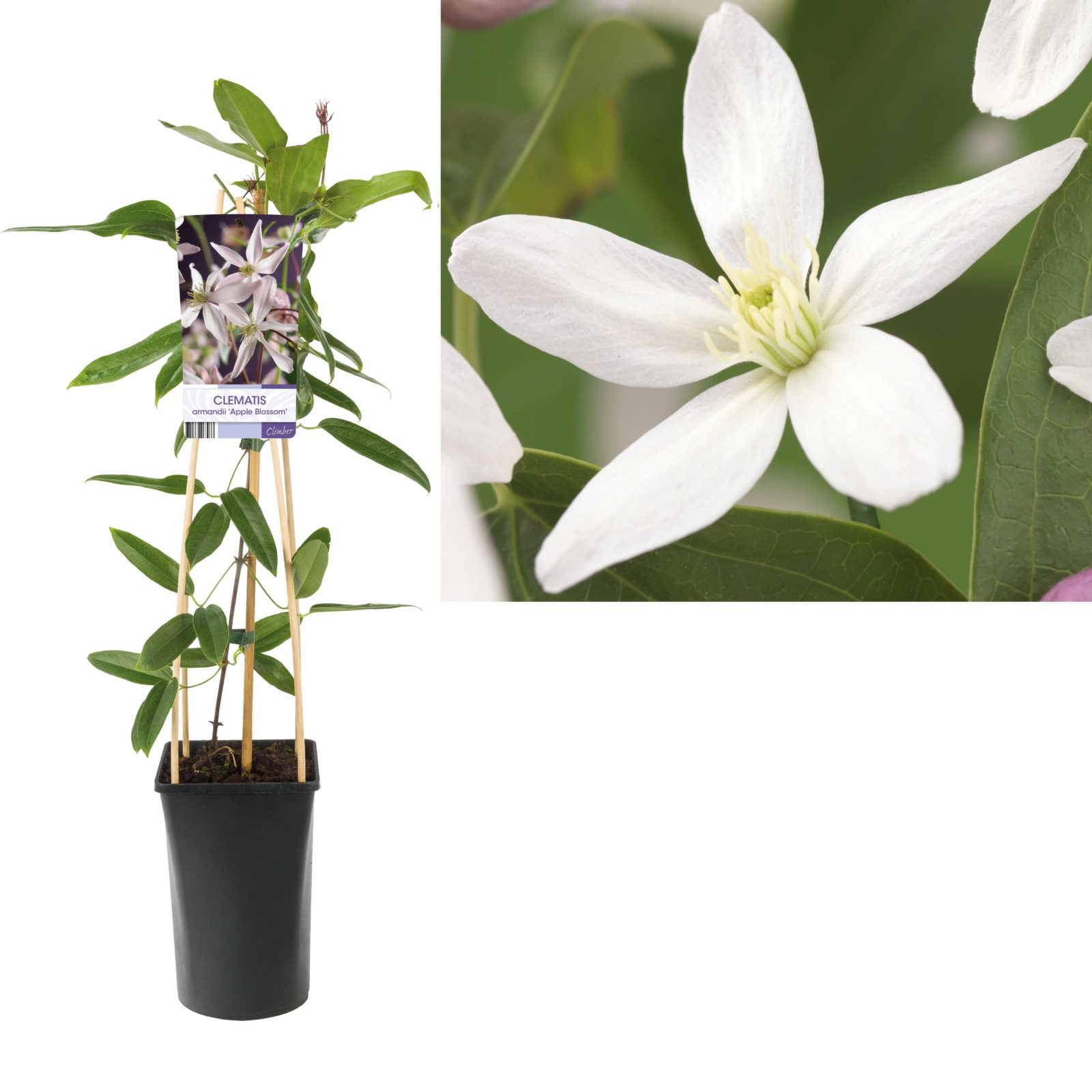 Clematis Armandii Apple Blossom Zeelandplant