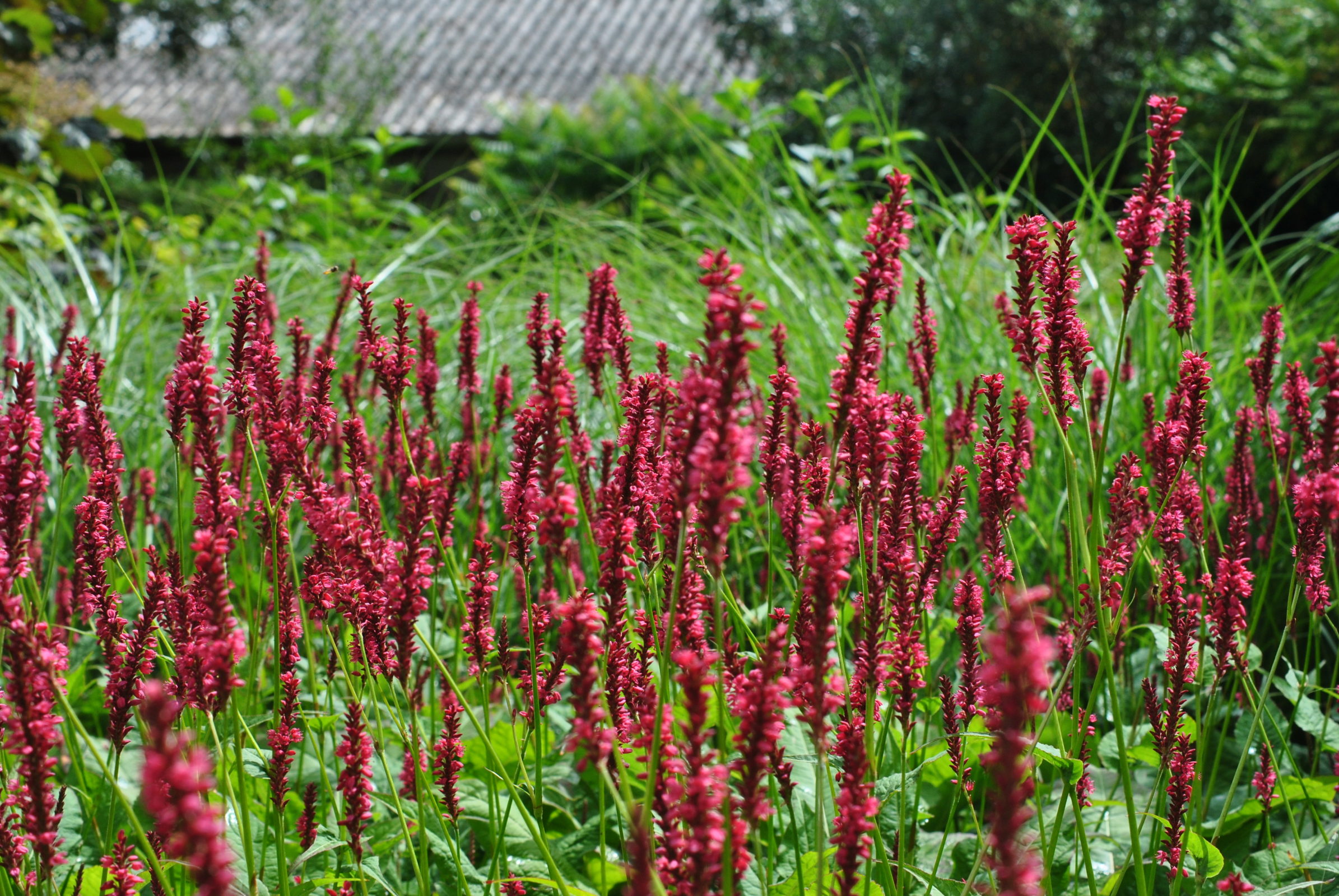 Persicaria amplexicaulis 'speciosa'