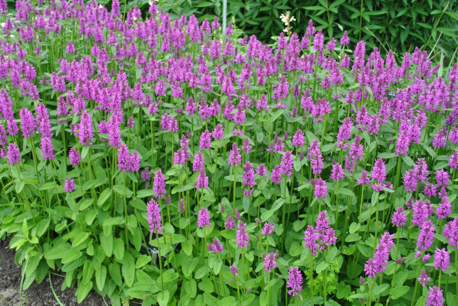 Stachys monieri \'Hummelo\'