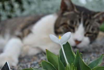 katten in de tuin