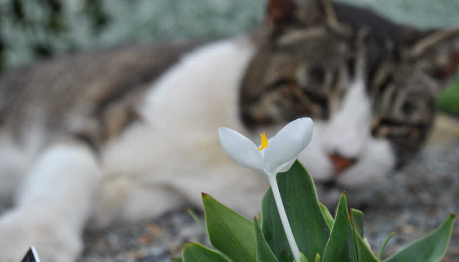 Systematisch instant verwijzen Last van katten in de tuin - Zeelandplant