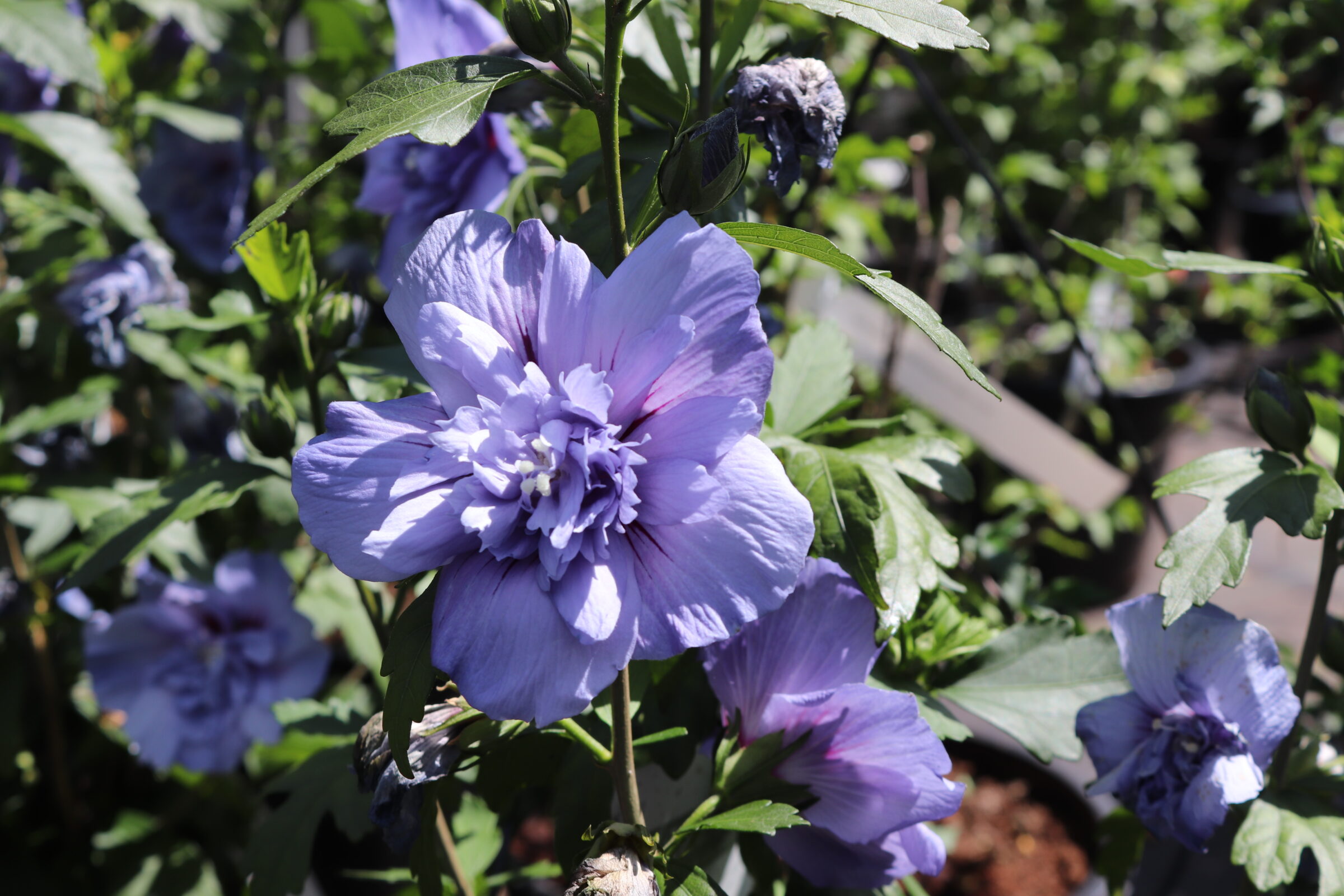 Hibiscus syriacus Blue Chiffon - Zeelandplant