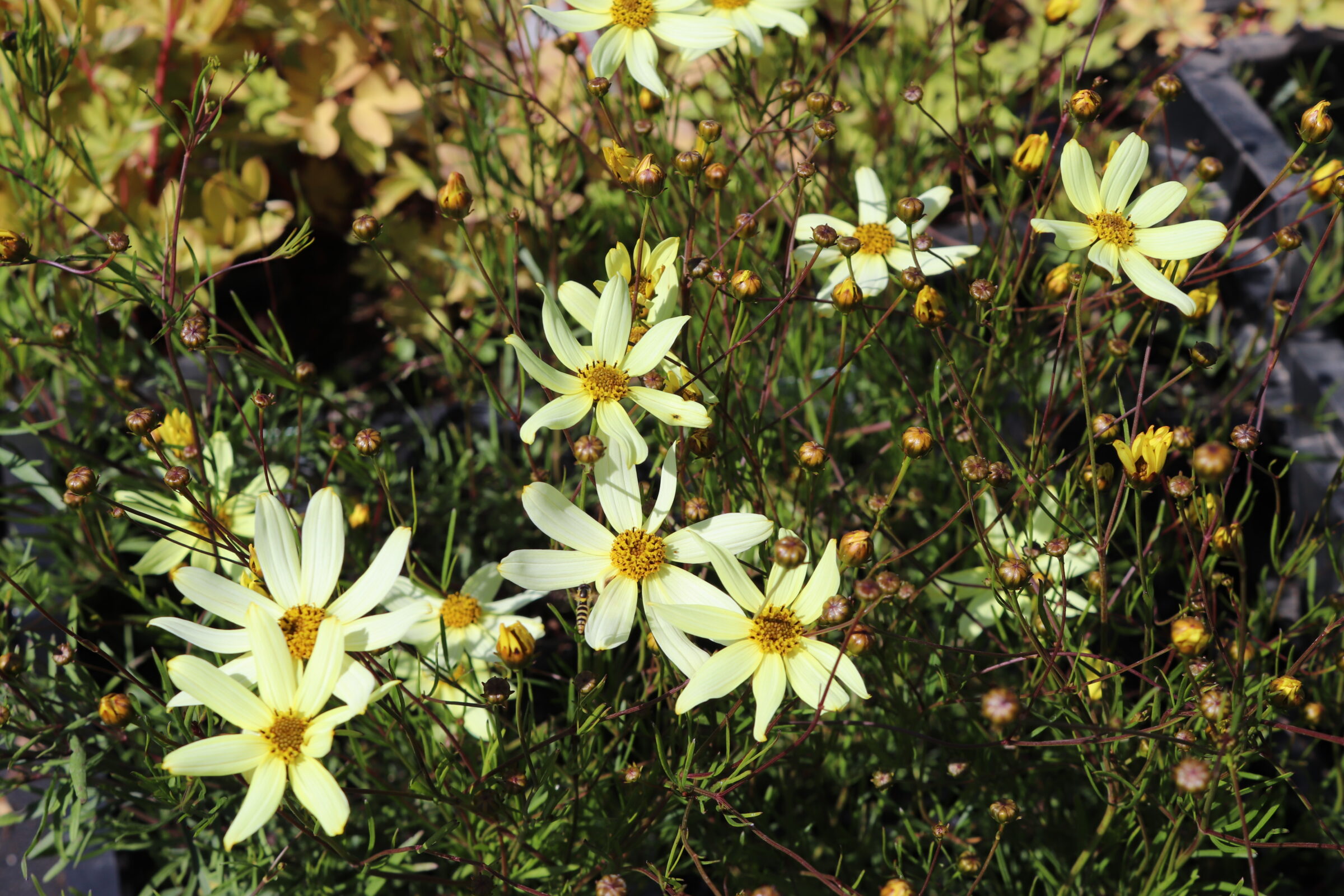 Coreopsis Verticillata Moonbeam Zeelandplant