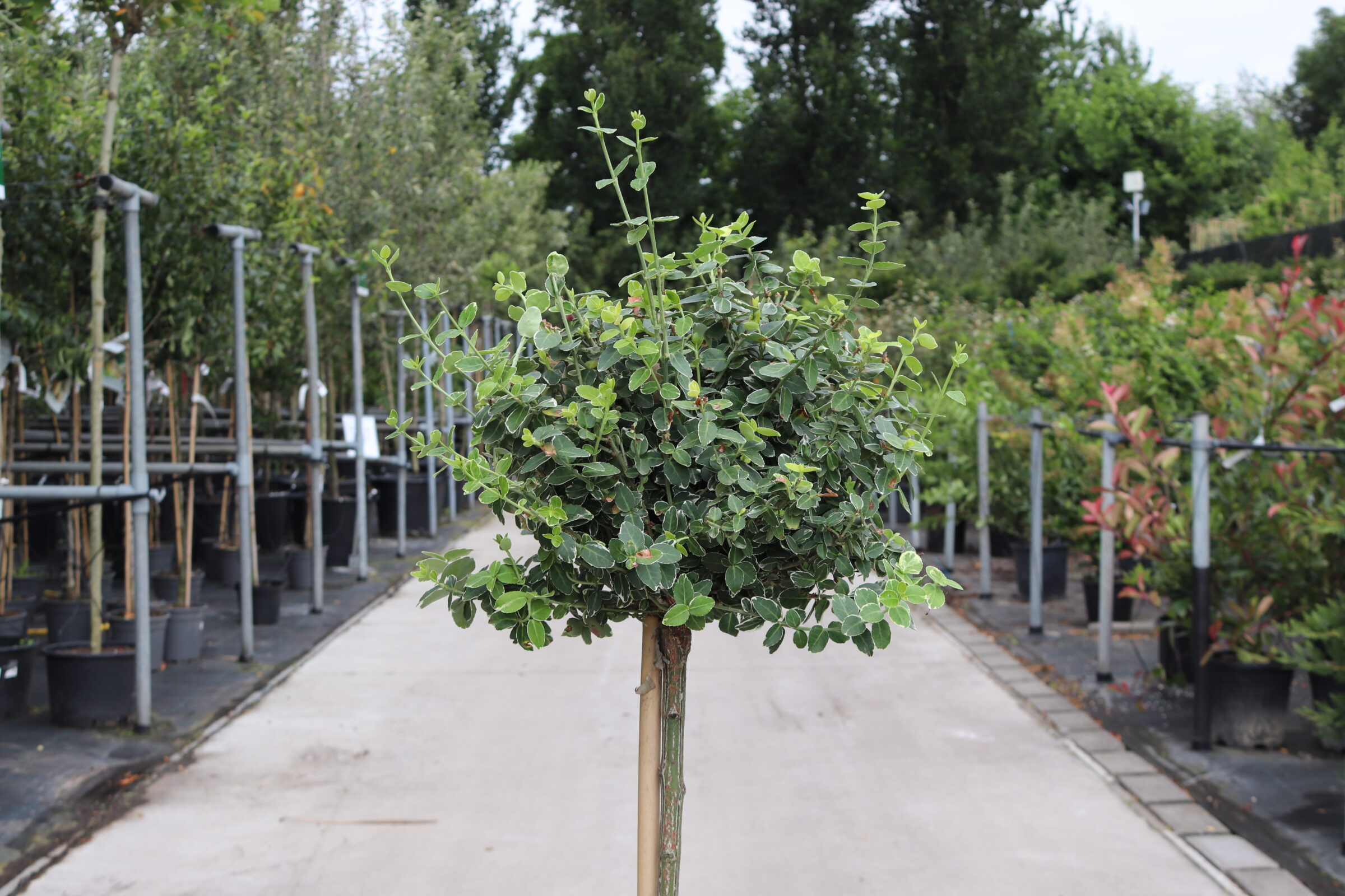 Emerald Gaiety Euonymus Fortunei