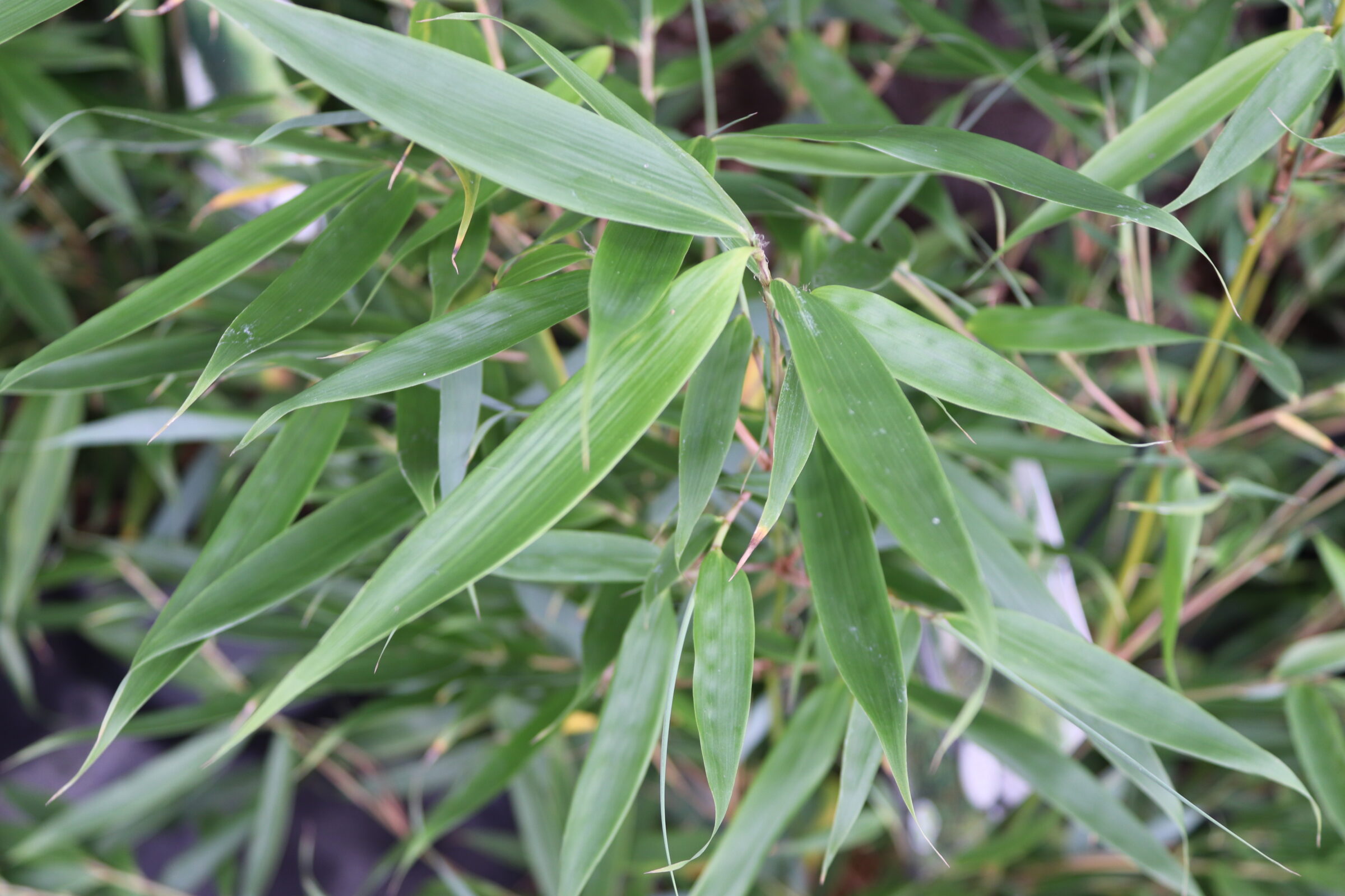 Fargesia Robusta Pingwu Zeelandplant