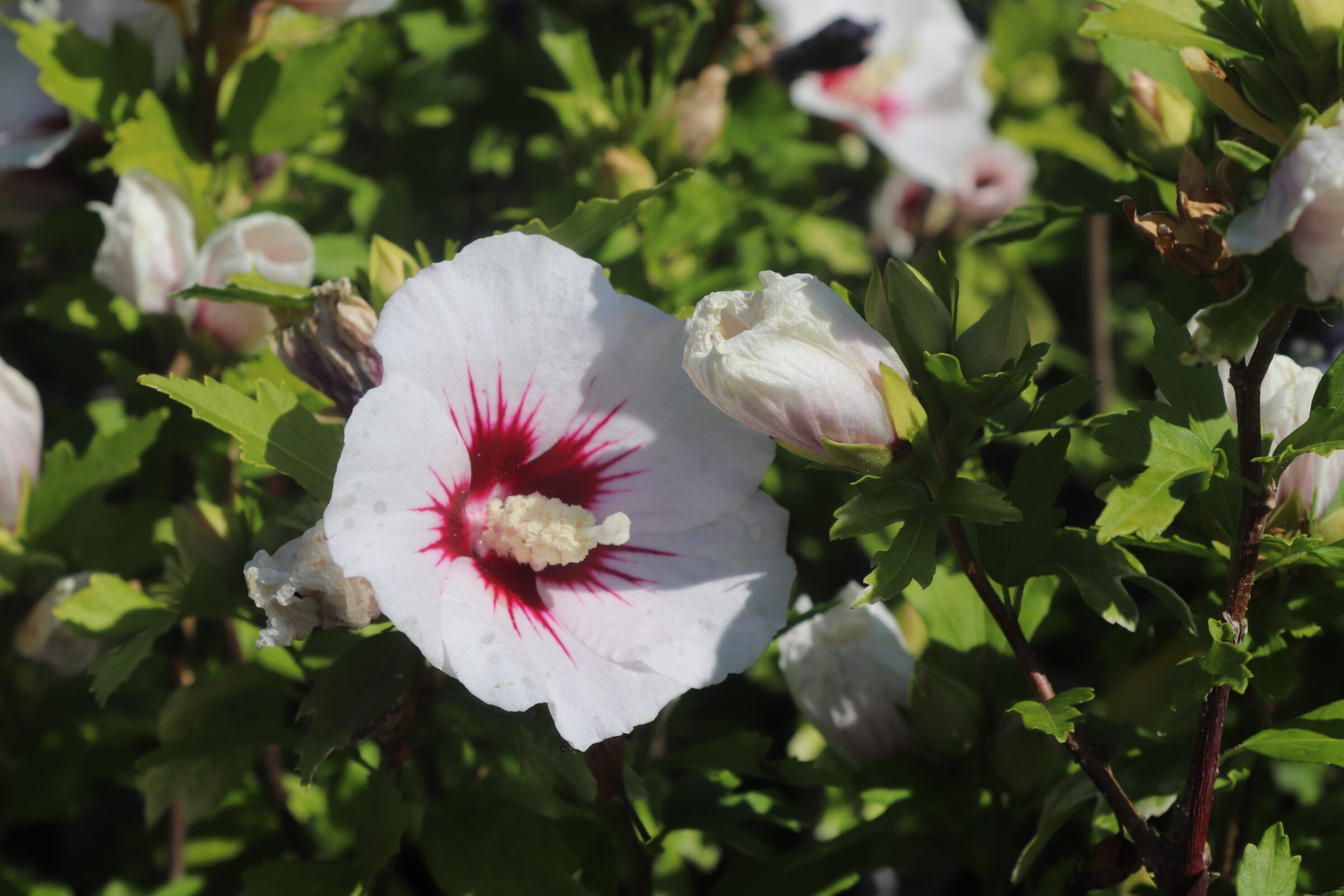 Hibiscus red heart plant