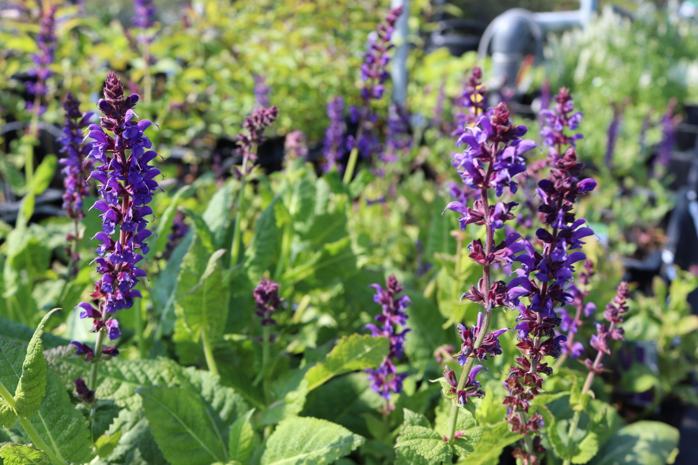 Salvia Nemorosa Mainacht Zeelandplant