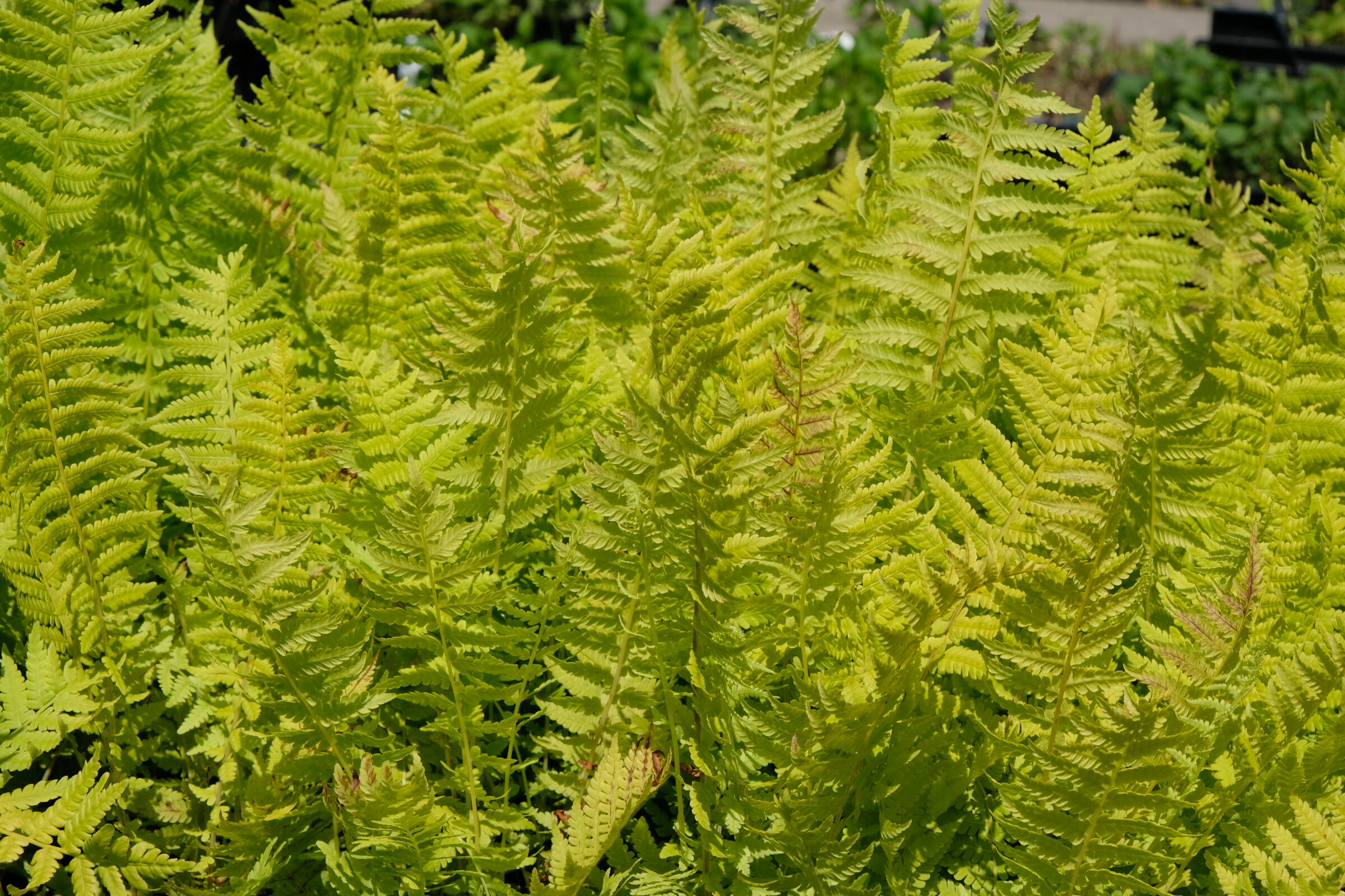 Matteuccia Struthiopteris - Zeelandplant