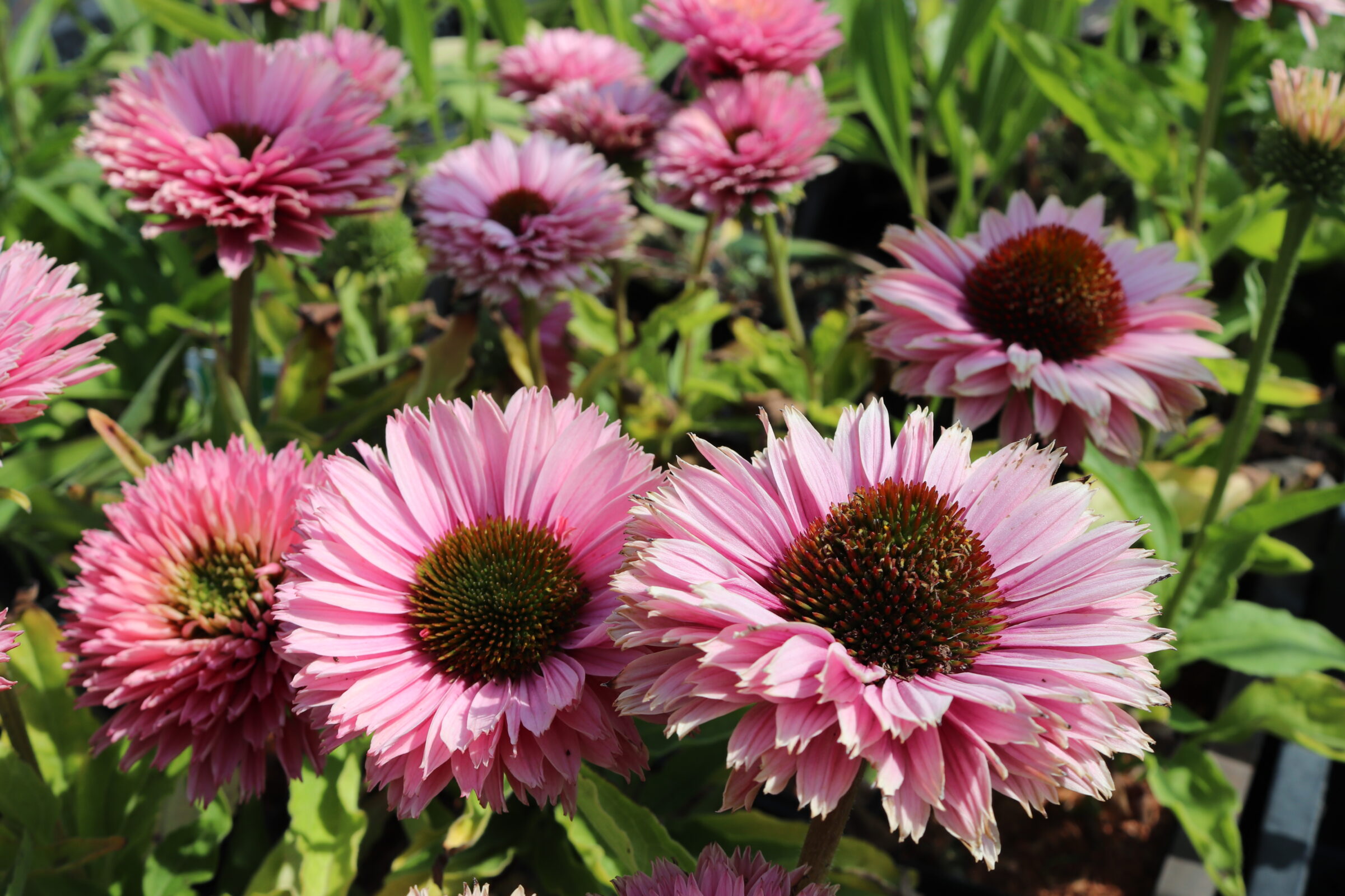 Echinacea Purpurea Sunseekers Salmon Zeelandplant