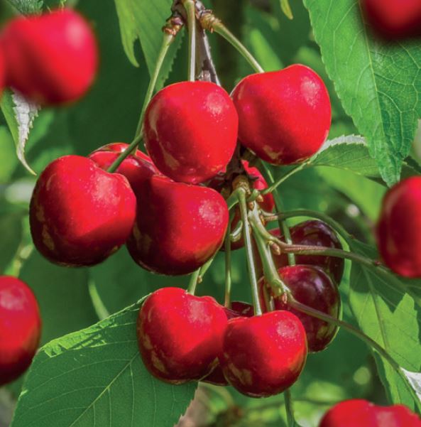 Prunus Avium Stella - Zeelandplant